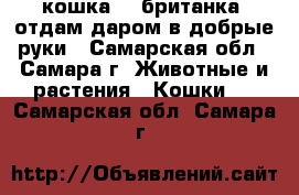 кошка  - британка, отдам даром в добрые руки - Самарская обл., Самара г. Животные и растения » Кошки   . Самарская обл.,Самара г.